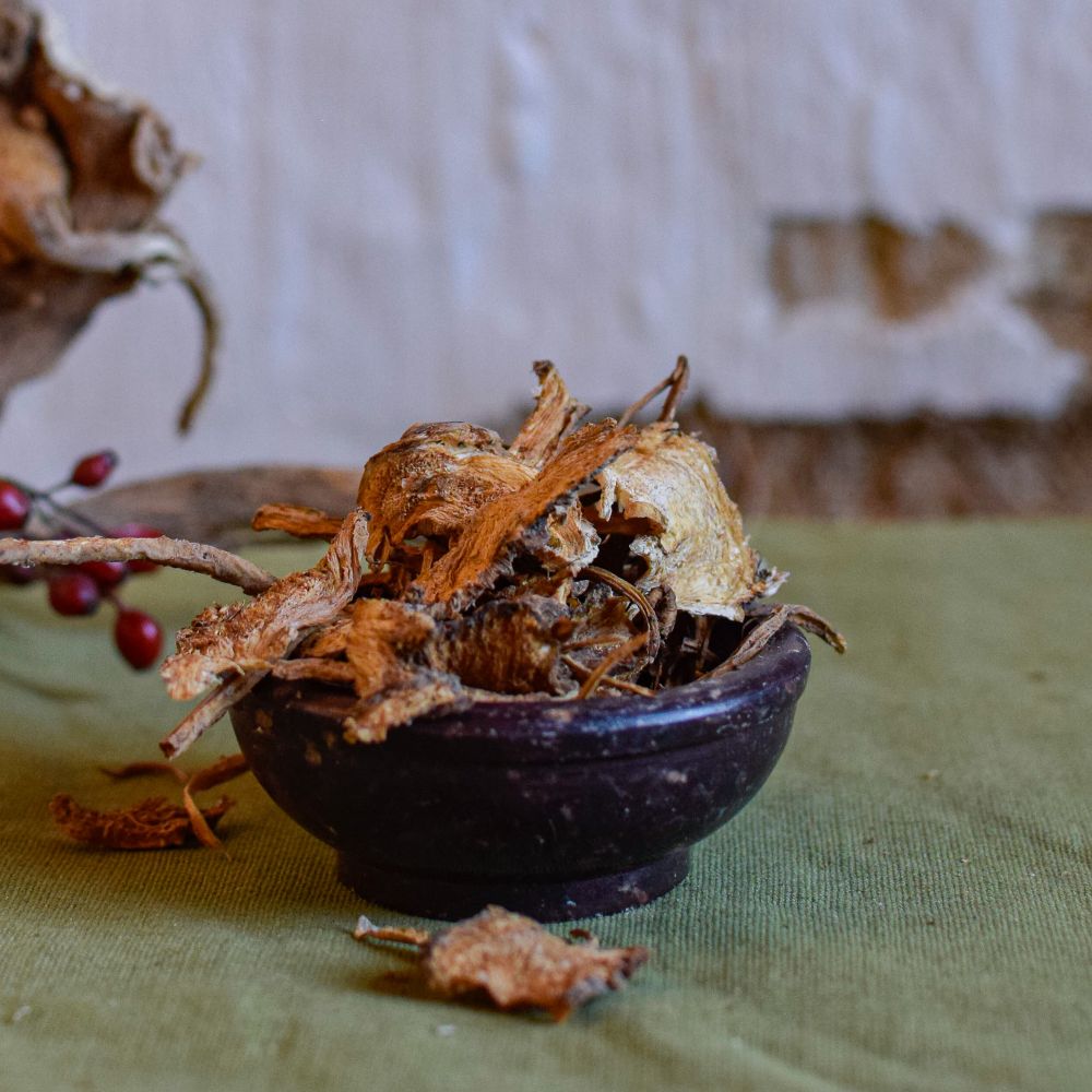 Isländische Engelwurz Wurzel