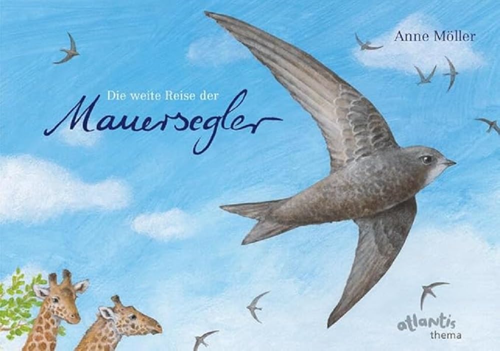 Die weite Reise der Mauersegler