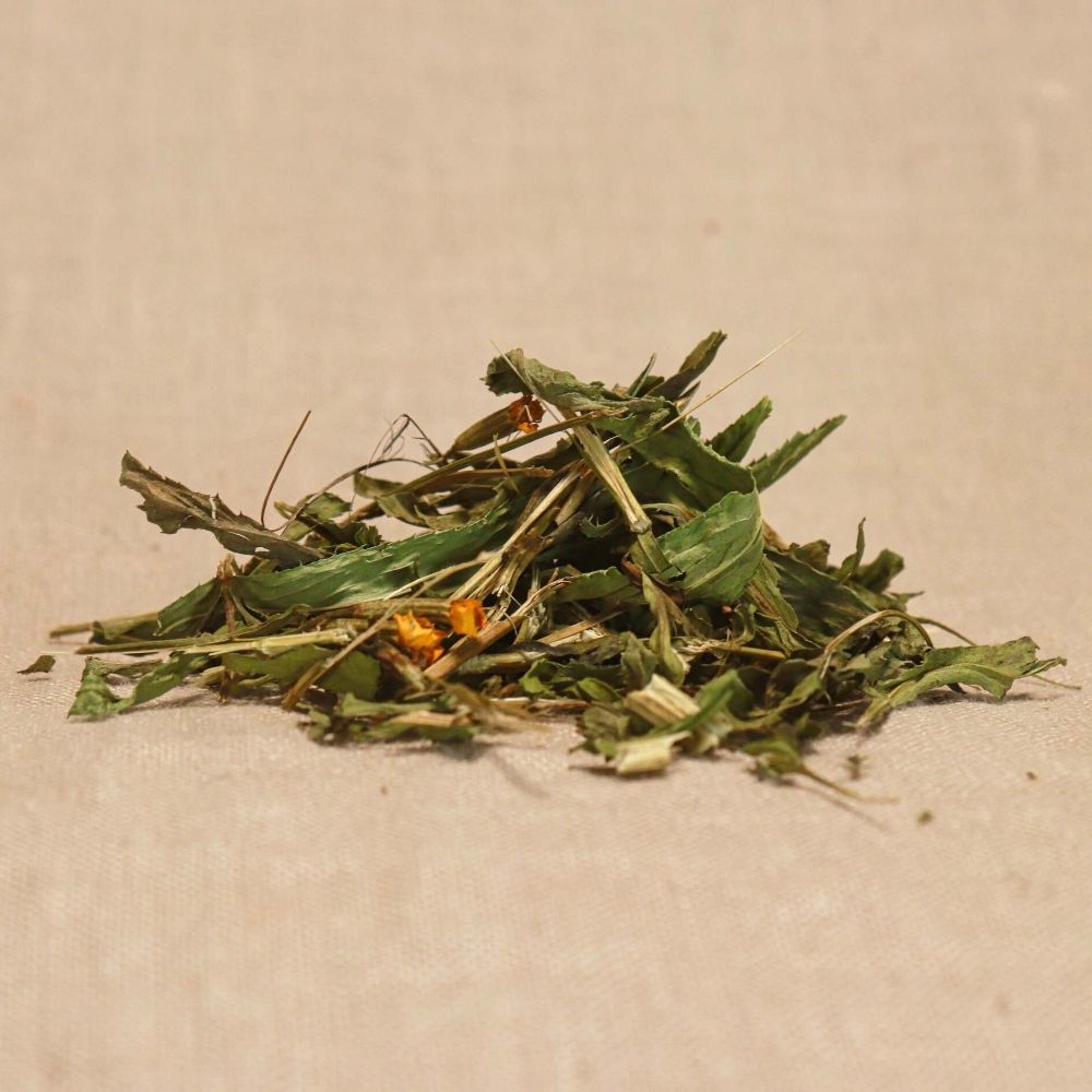 Traumwandler - Tagetes lucida**