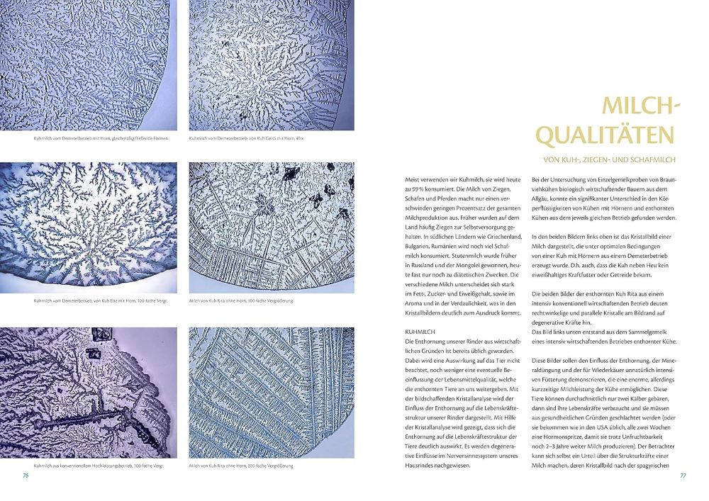 Phönix aus der Asche