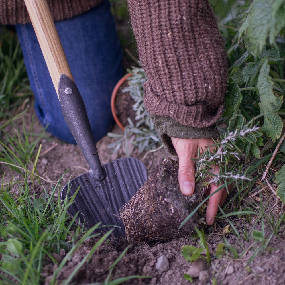 Staudenspaten mit Eschen-T-Stiel