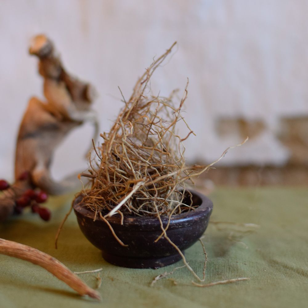 Beifuß Wurzel - Artemisia vulgaris