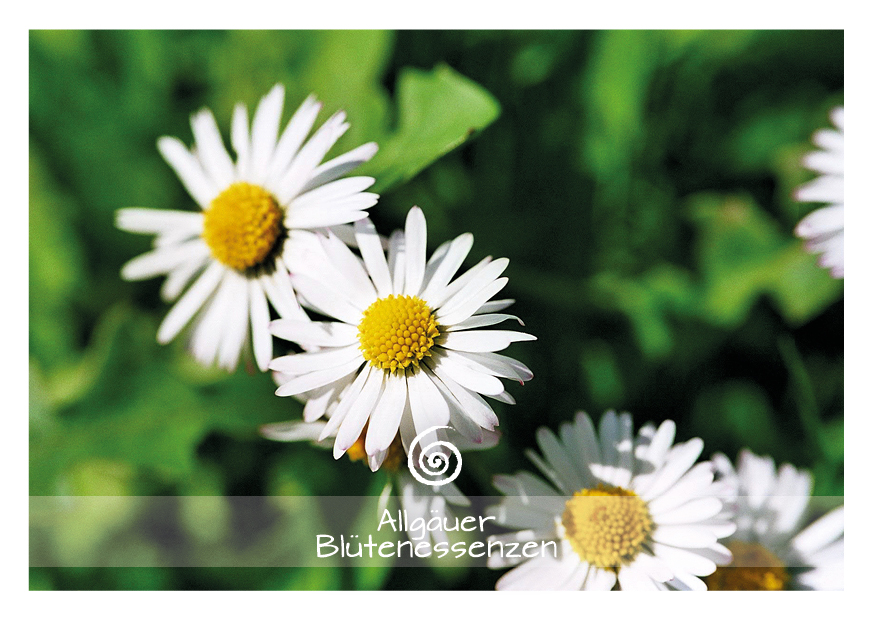 Gänseblümchen - Blütenessenz Gänseblümchen - Blütenessenz