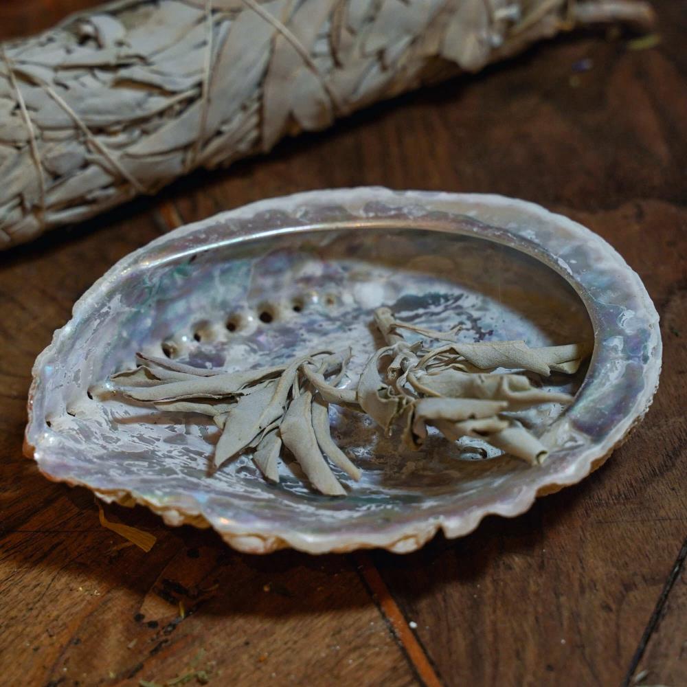 Abalone Räuchermuschel - Paua