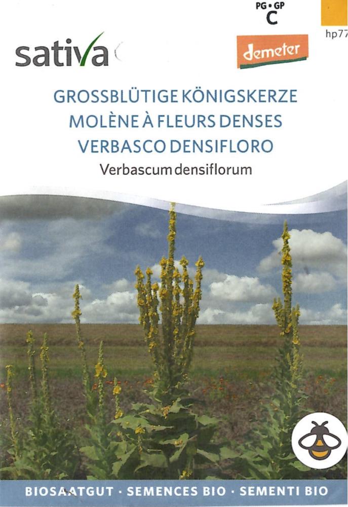 Großblütige Königskerze 'Verbascum densiflorum'