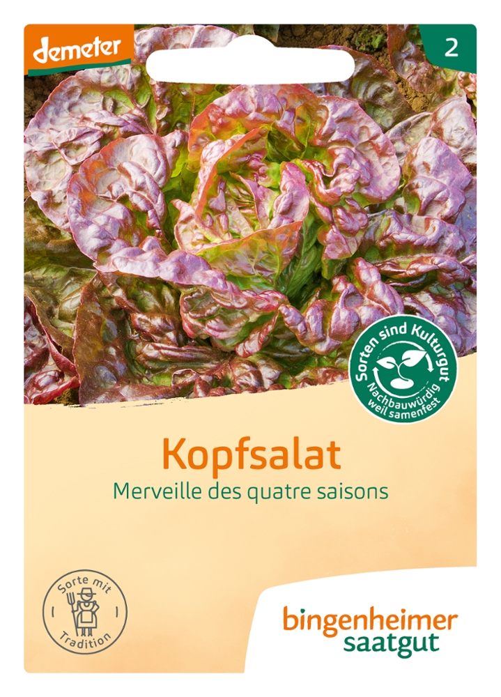 Roter Kopfsalat 'Merveille des quatre saisons'