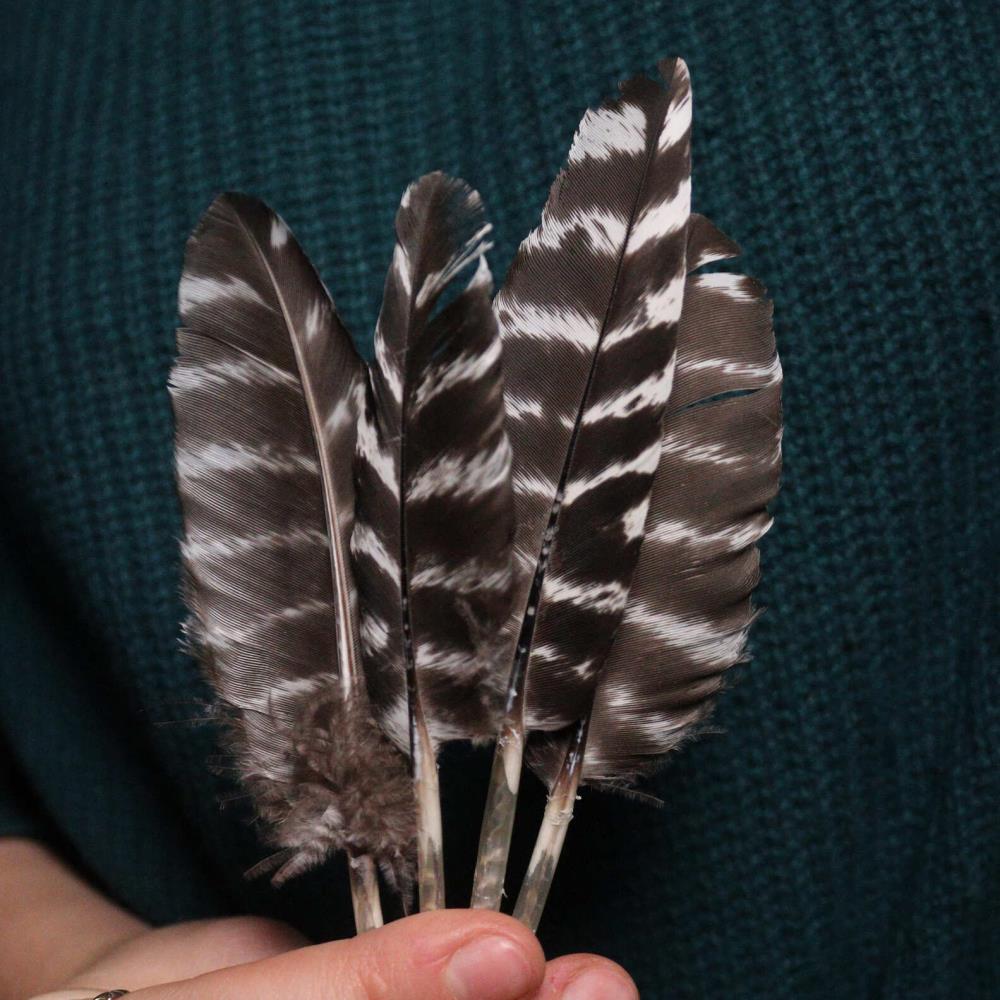 Kleine Räucherfeder