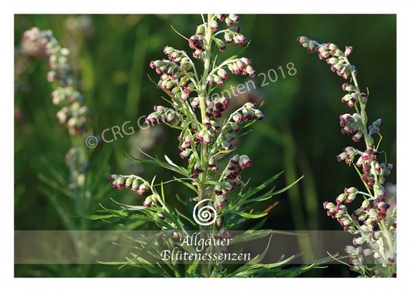 Beifuss - Blütenessenz