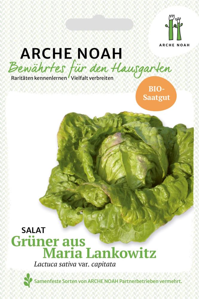 Salat 'Grüner aus Maria Lankowitz'