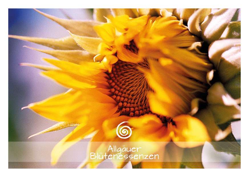 Sonnenblume - Blütenessenz