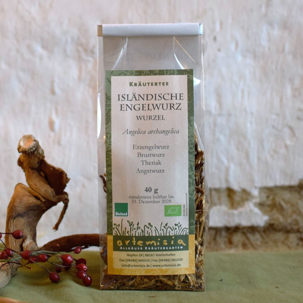 Isländische Engelwurz Wurzel