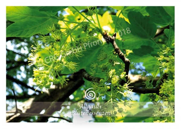 Bergahorn - Blütenessenz