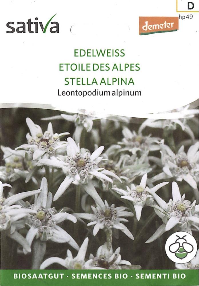 Edelweiss 'Leontopodium alpinum'