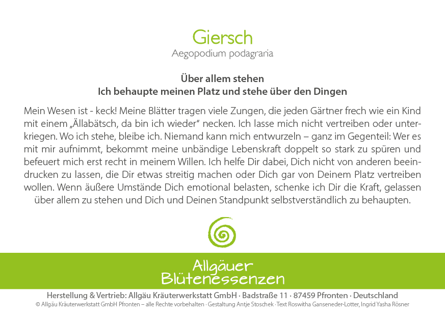 Giersch - Blütenessenz