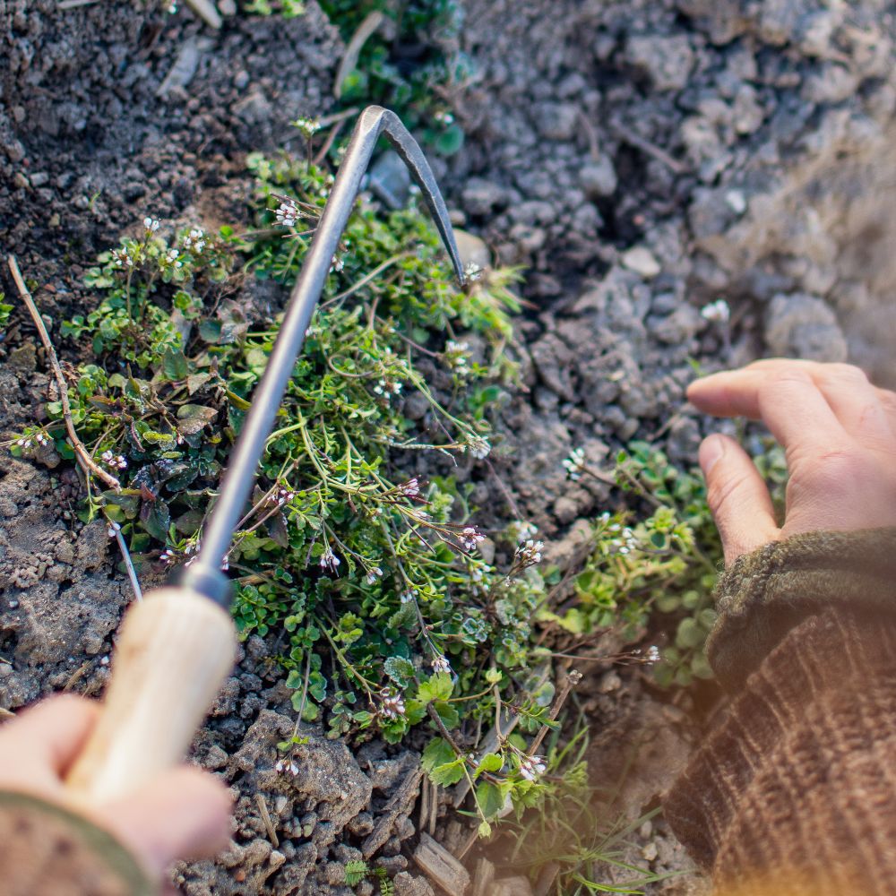 Giersch-Jäter mit Eschengriff
