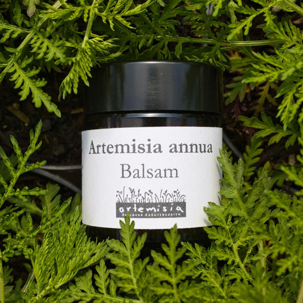 Artemisia annua Balsam