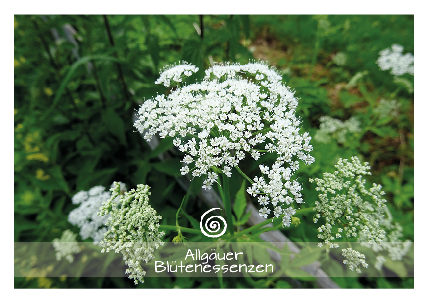 Giersch - Blütenessenz