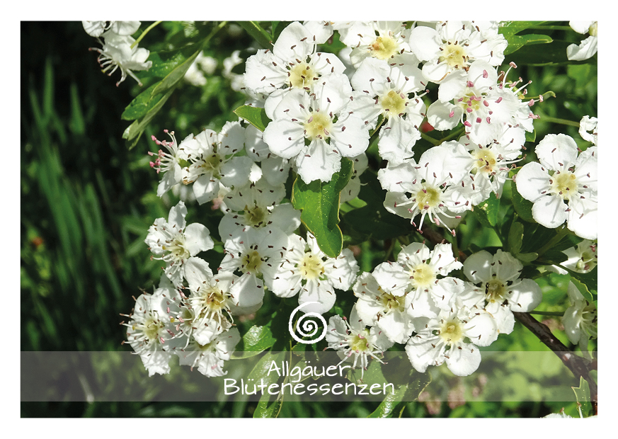 Weißdorn - Blütenessenz