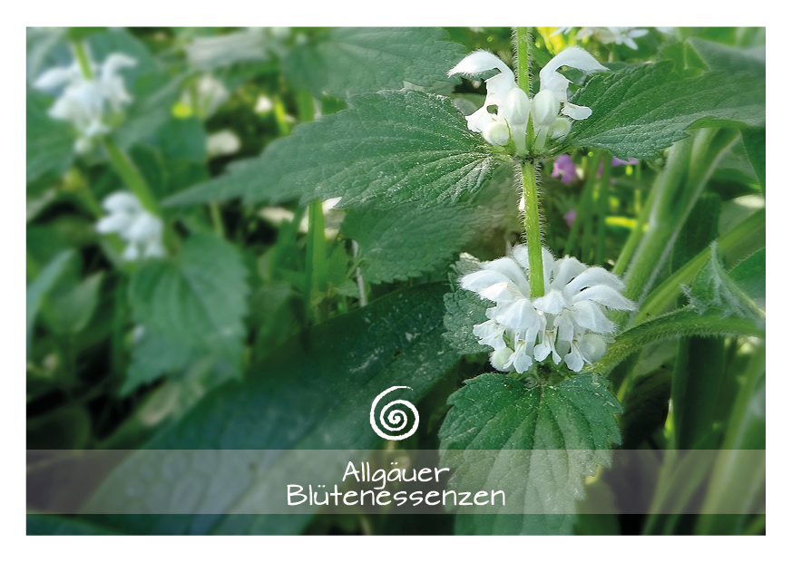 Weiße Taubnessel - Blütenessenz