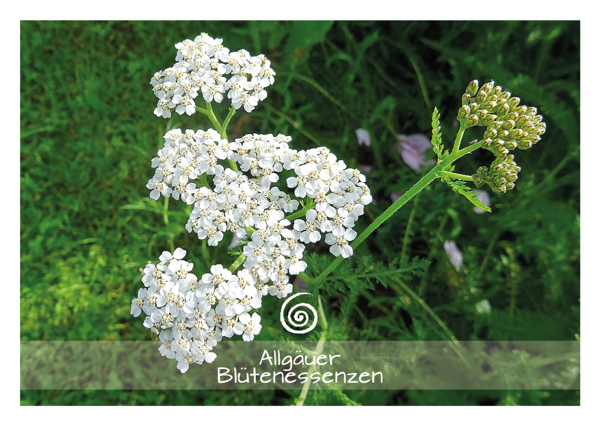 Schafgarbe - Blütenessenz