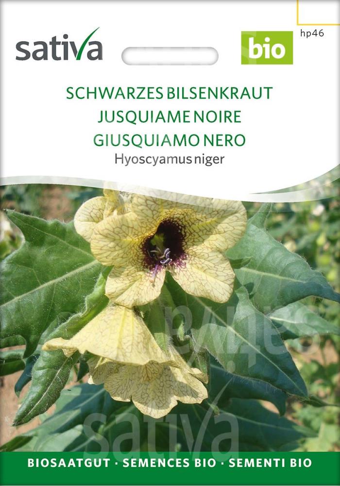 Schwarzes Bilsenkraut 'Hyoscyamus niger'