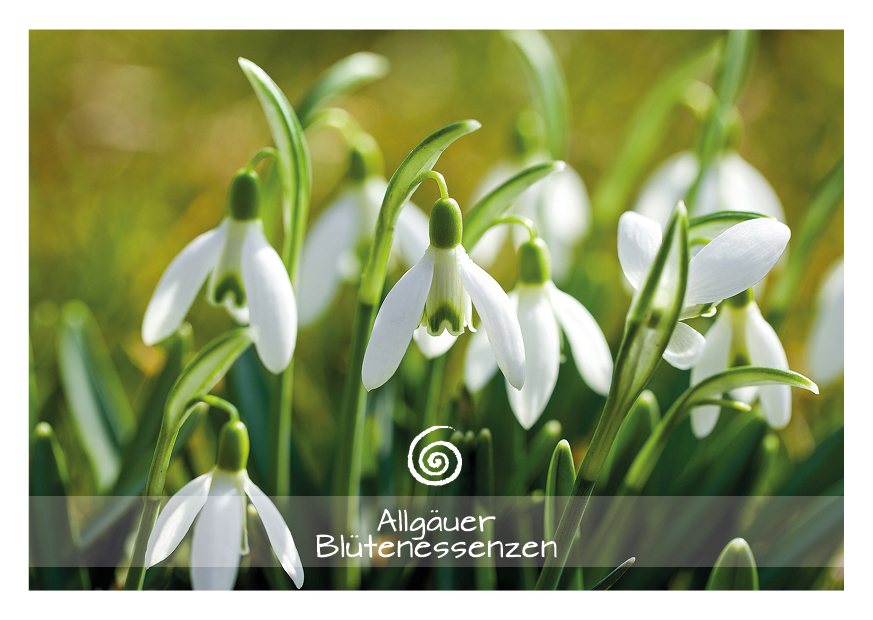 Schneeglöckchen - Blütenessenz