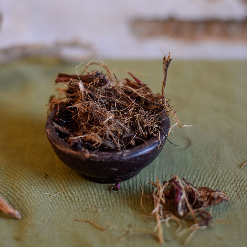 Sonnenhut / Echinacea Wurzel