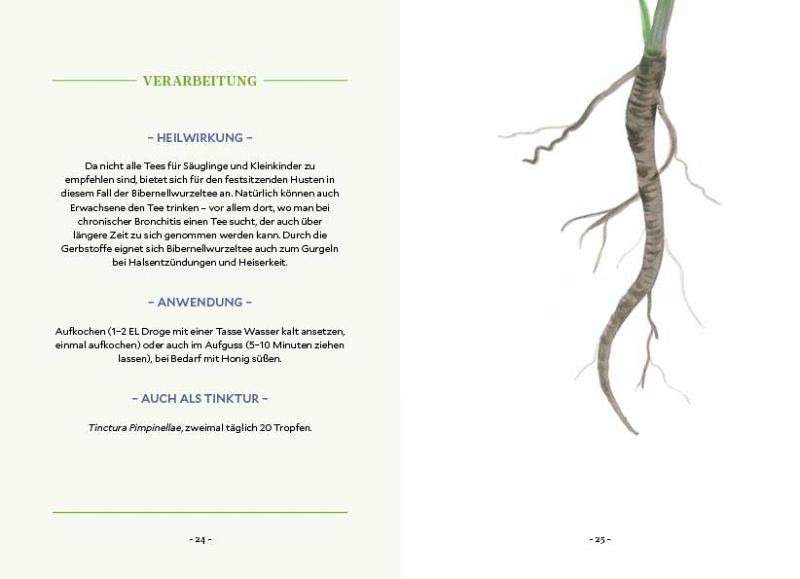 Die Kraft der Wurzeln