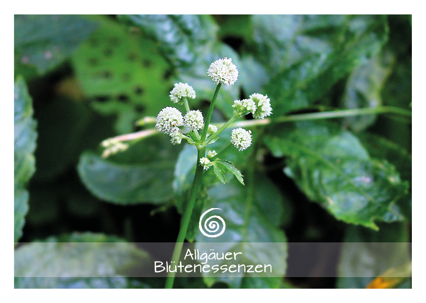 Sanikel - Blütenessenz