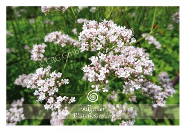 Baldrian - Blütenessenz