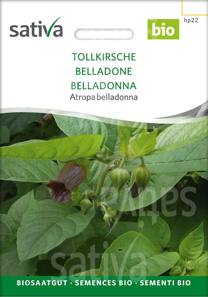Tollkirsche 'Atropa belladonna' Tollkirsche 'Atropa belladonna'