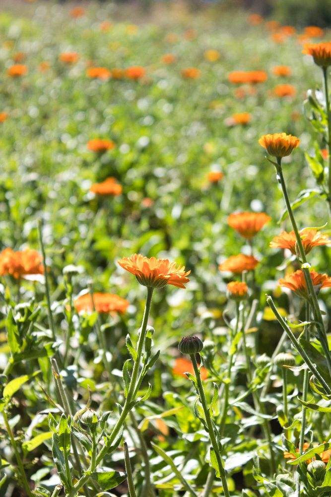 Ringelblume