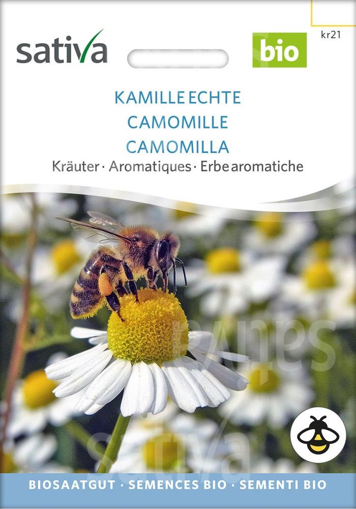 Echte Kamille 'Matricaria chamomillas'