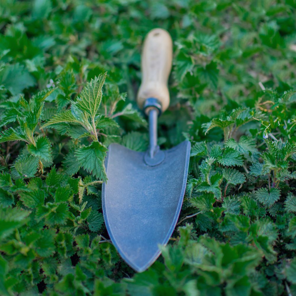 Pflanzenkelle mit Eschengriff