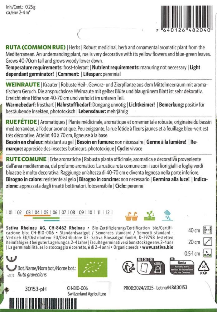 Weinraute 'Ruta graveolens' Weinraute 'Ruta graveolens'