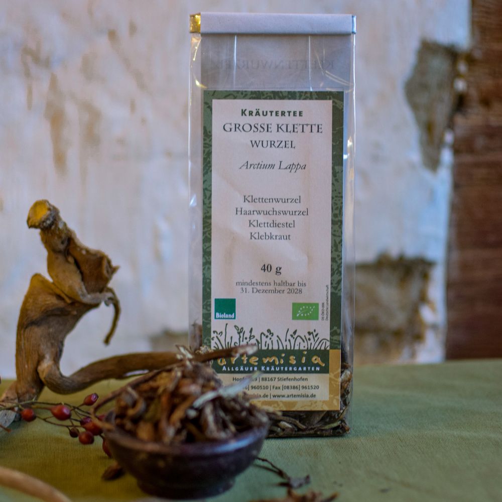 Große Klette Wurzel
