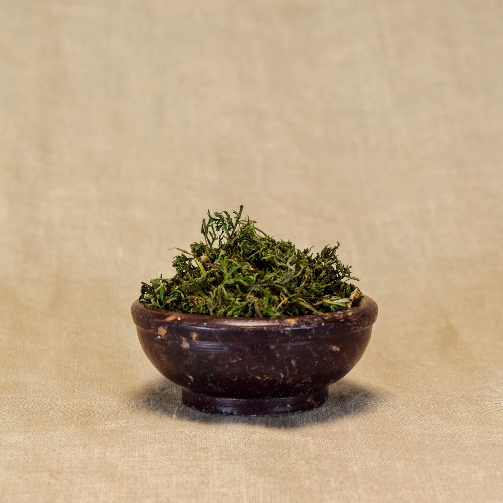 Artemisia annua geschnitten Räucherwerk