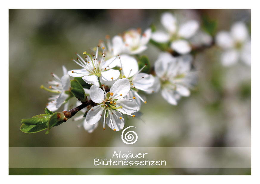 Schlehe - Blütenessenz Schlehe - Blütenessenz