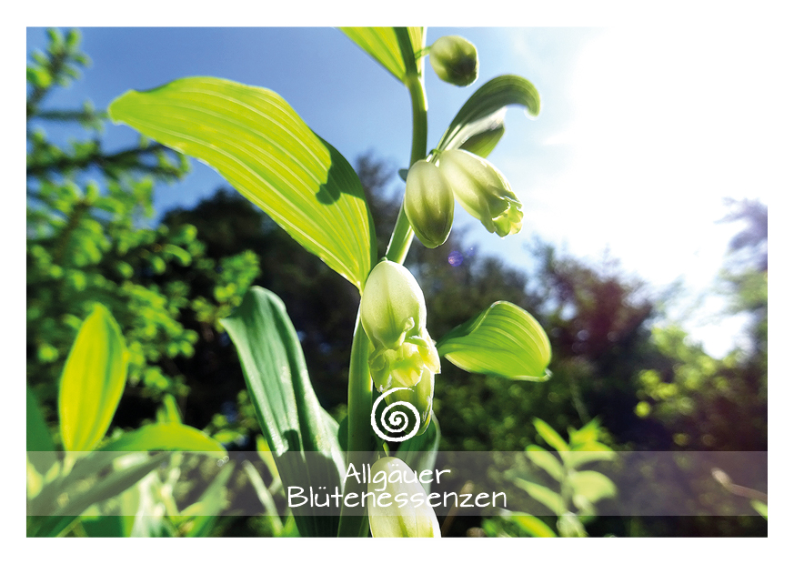 Salomonsiegel - Blütenessenz Salomonsiegel - Blütenessenz