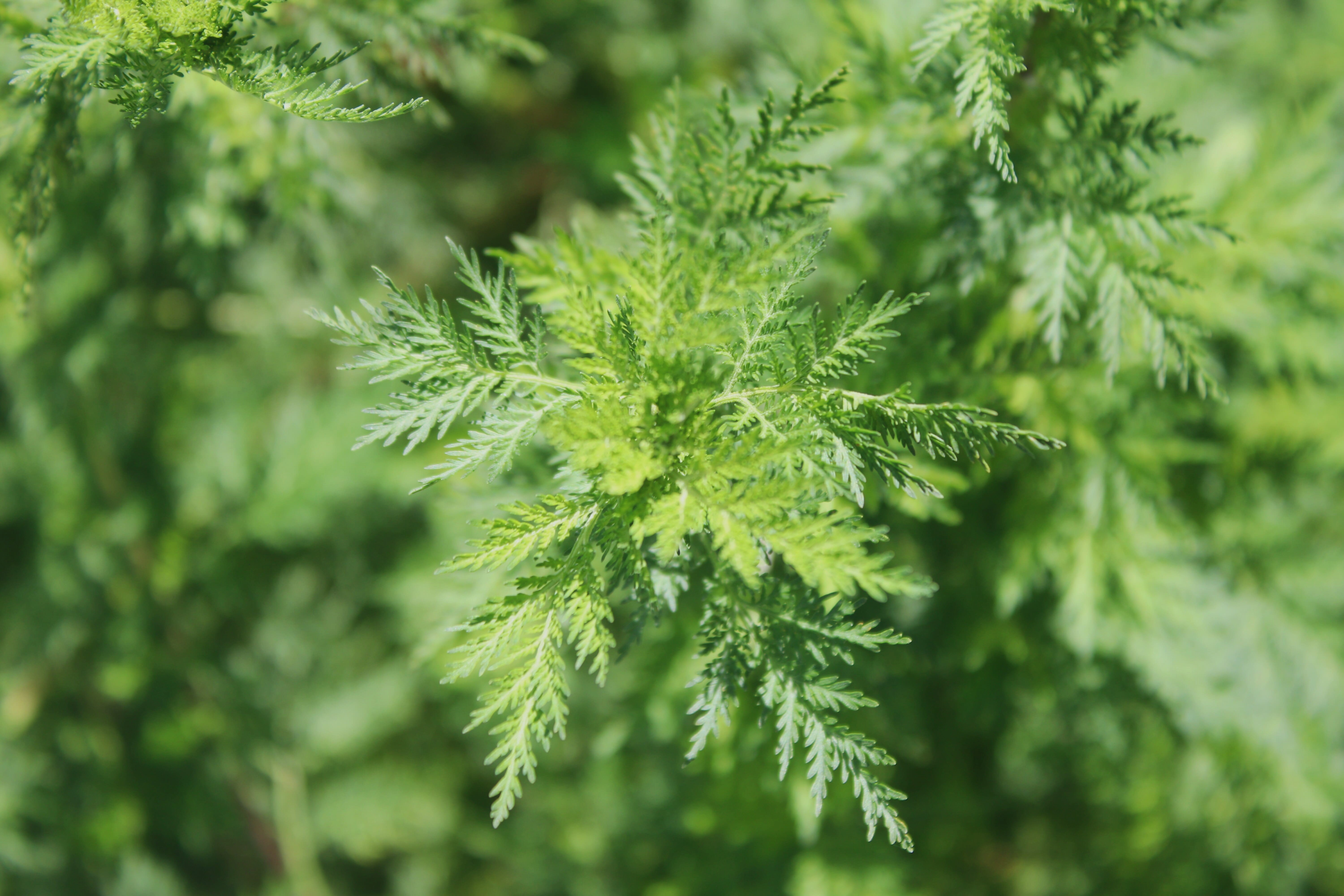 Artemisia annua  Heilpflanzenkraft in Bio-Qualität