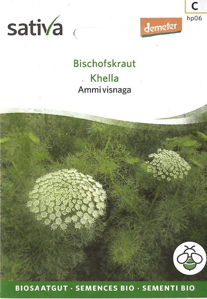 Bischofskraut 'Ammi visnaga'