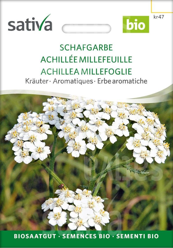 Schafgarbe 'Achillea millefolium'