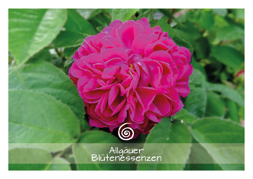 Rose - Blütenessenz