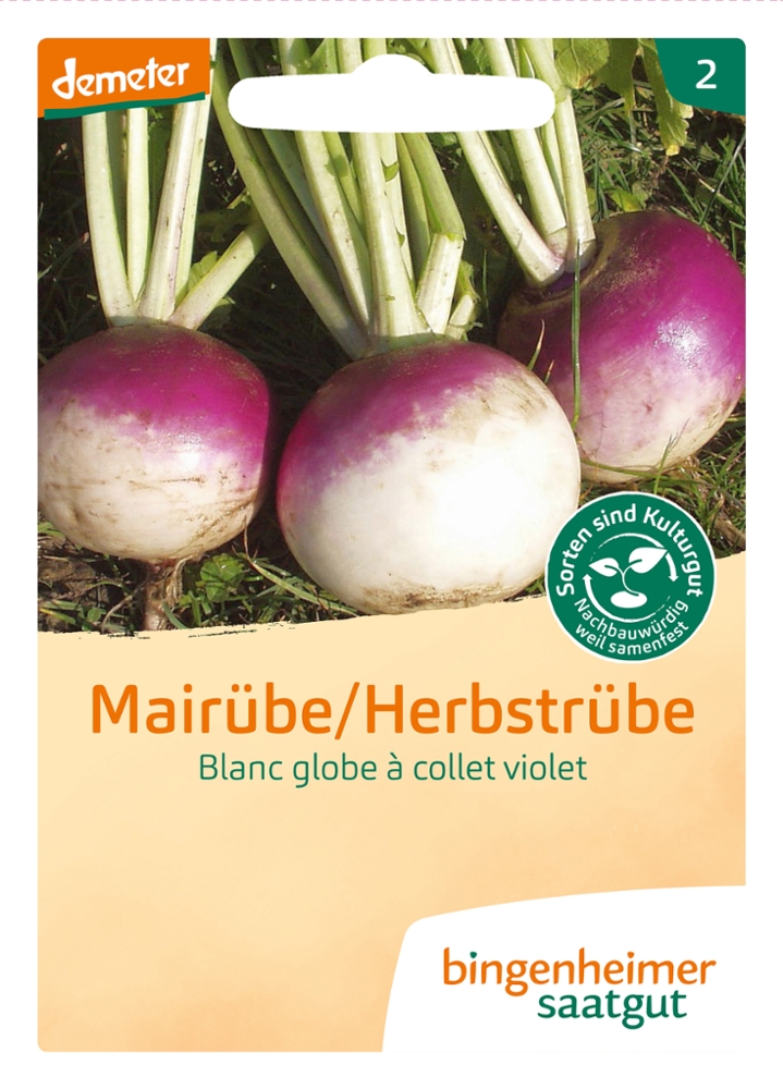 Mairübe 'Blanc globe à collet violet'