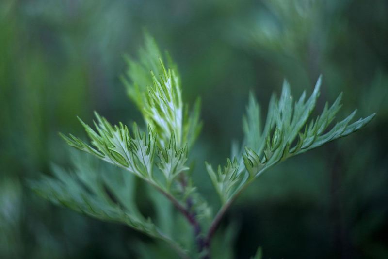 Artemisia annua Heilpflanzenkraft in BioQualität